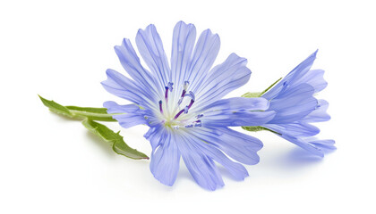 Isolated Chicory Flower with Leaf on White
