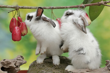 Fototapeta premium A pair of rabbits are eating water apples ripening on a tree. This rodent has the scientific name Lepus nigricollis.