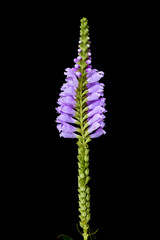 Physostegia virginiana flower growing in a greenhouse