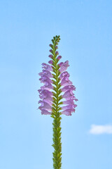 Physostegia virginiana flower growing in a greenhouse