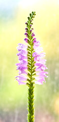 Obraz premium Physostegia virginiana flower growing in a greenhouse
