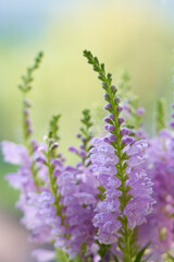Physostegia virginiana flower growing in a greenhouse