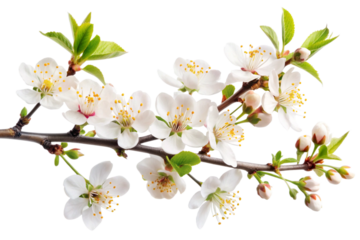  Tree branch flower png 