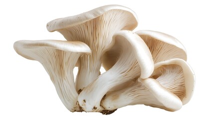 Fototapeta premium A cluster of oyster mushrooms with a creamy white color and delicate gills, isolated on a white background.