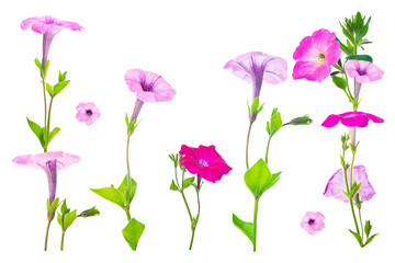 beautiful petunia flower isolated on white background.