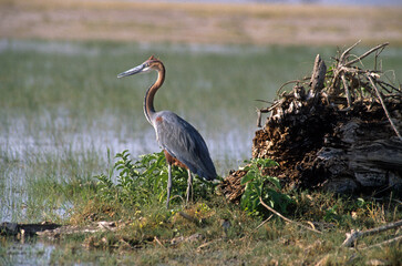 Héron goliath,.Ardea goliath, Goliath Heron