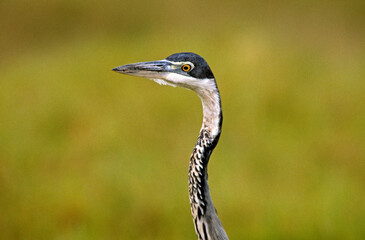 Héron mélanocéphale,.Ardea melanocephala , Black headed Heron