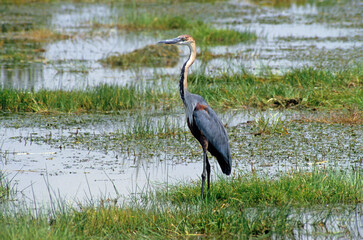 Héron goliath,.Ardea goliath, Goliath Heron