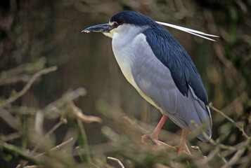 Bihoreau gris, Héron bihoreau,.Nycticorax nycticorax, Black crowned Night Heron