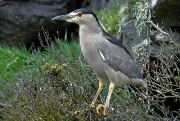 Bihoreau gris, Héron bihoreau,.Nycticorax nycticorax, Black crowned Night Heron
