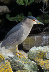 Bihoreau gris, Héron bihoreau,.Nycticorax nycticorax, Black crowned Night Heron