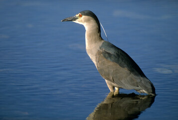 Bihoreau gris, Héron bihoreau,.Nycticorax nycticorax, Black crowned Night Heron