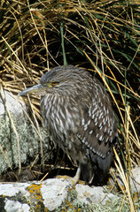 Bihoreau gris, Héron bihoreau,.Nycticorax nycticorax, Black crowned Night Heron