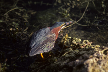 Héron vert,.Butorides virescens, Green Heron