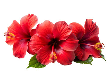 Tropical red hibiscus flowers png