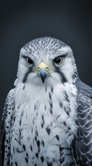 Obraz premium Close-up Photography of Falcon Face