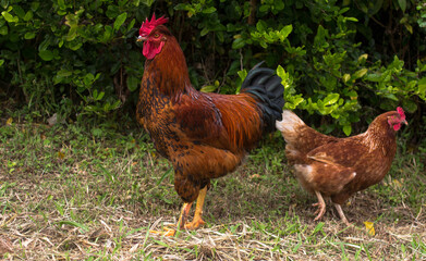 Each rooster with his hen