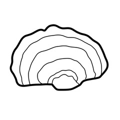 mushroom plant fungi natural turkey tail
