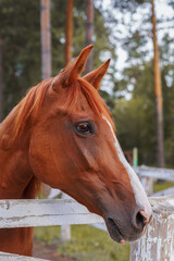Obraz premium A horse in nature. Portrait of a horse, brown horse