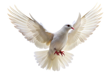 Obraz premium White dove flying png