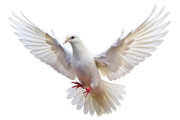 Obraz premium White dove flying png