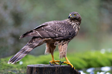 Juvenile Northern Goshawk (accipiter gentilis) taking a bath and drinking in a pond in the forest in the South of the Netherlands