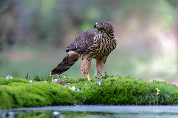 Juvenile Northern Goshawk (accipiter gentilis) taking a bath and drinking in a pond in the forest in the South of the Netherlands