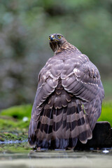 Juvenile Northern Goshawk (accipiter gentilis) taking a bath and drinking in a pond in the forest in the South of the Netherlands