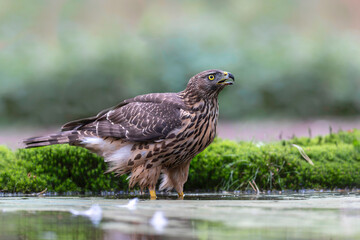 Juvenile Northern Goshawk (accipiter gentilis) taking a bath and drinking in a pond in the forest in the South of the Netherlands