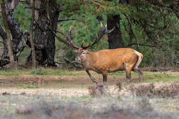 Red deer stag in the rutting season showing dominant bahaviour in the forest of National Park Hoge Veluwe in the Netherlands
