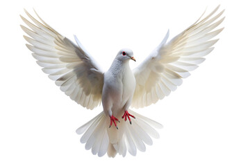 Obraz premium White dove flying png