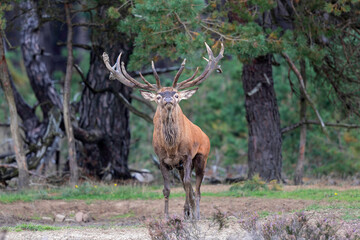 Red deer stag in the rutting season showing dominant bahaviour in the forest of National Park Hoge Veluwe in the Netherlands