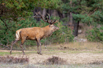 Red deer stag in the rutting season showing dominant bahaviour in the forest of National Park Hoge Veluwe in the Netherlands