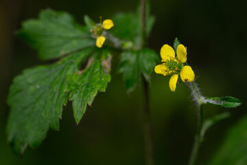 Flower yellow city chrysanthemum outdoors.
