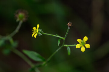 Flower yellow city chrysanthemum outdoors.
