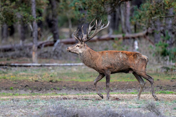 Red deer stag in the rutting season showing dominant bahaviour in the forest of National Park Hoge Veluwe in the Netherlands