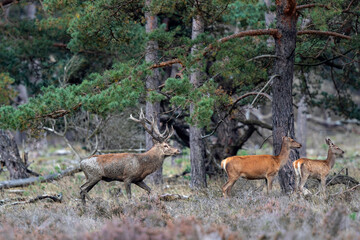 Red deer stag in the rutting season showing dominant bahaviour in the forest of National Park Hoge Veluwe in the Netherlands