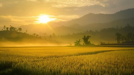 Early_morning_rice_field_scenery