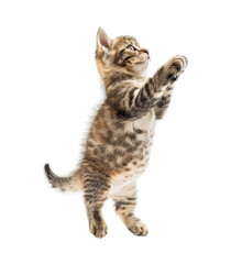 Fototapeta premium Little pet kitten jumping isolated on transparent background cutout PNG