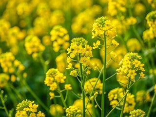 Obraz premium Yellow blooms of charlock mustard, a bright and cheerful invasive weed, sway gently in a breezy field, surrounded by lush green foliage and soft focus background.