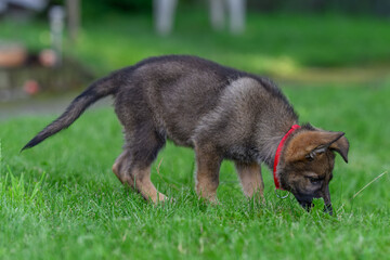 Young shepherd dog on green grass.
