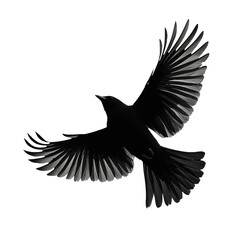 Obraz premium eagle with wings , bird silhouette 