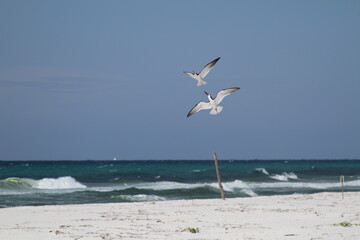 terns on beach