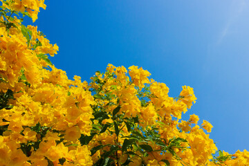 Bright golden Tecoma stans flowers against a blue sky. Awe background with copy space. Yellow...