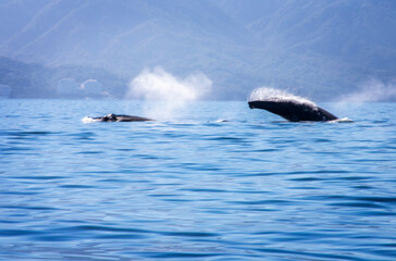 Whales durring mating/birthing season in Banderas Bay, Mexico.