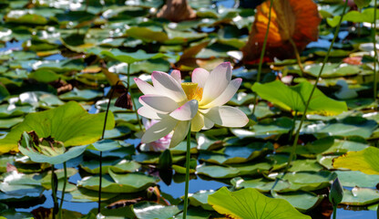 blossom of a lotos plant in a pond at sunshine in Tulln, Austria