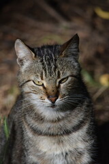 portrait of a cat