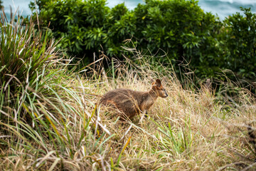 Wild Baby Wallaby - Local Resident at Byron Bay