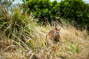 Wild Baby Wallaby - Local Resident at Byron Bay
