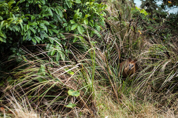 Obraz premium Wild Baby Wallaby - Local Resident at Byron Bay